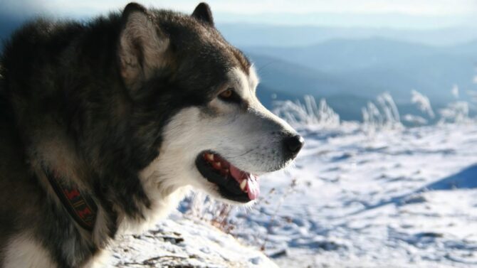 Alaskan Malamute