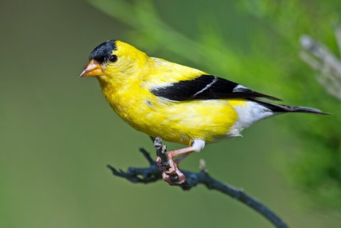 An American goldfinch on a tree branch.