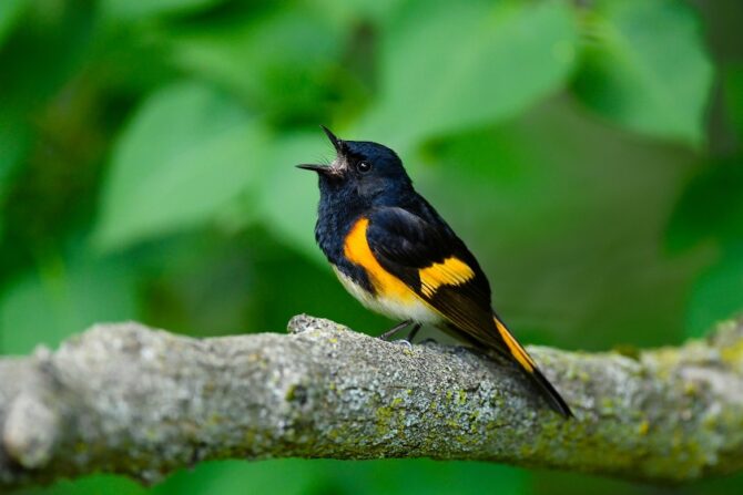 An American redstart singing on a tree branch.