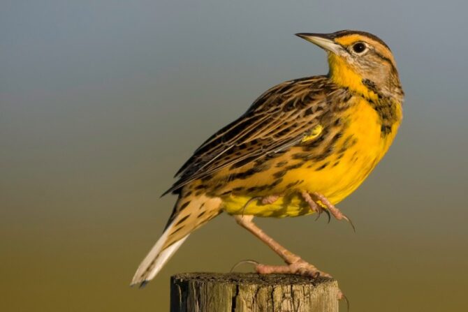 An eastern meadowlark on a wooden stump.