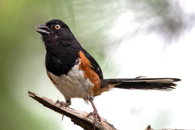 An eastern towhee on a tree branch.