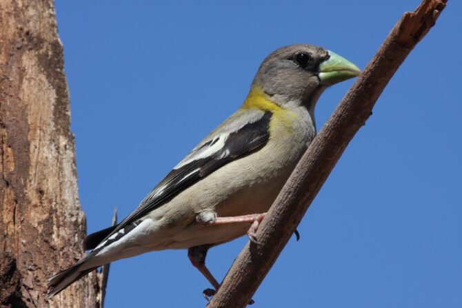 An evening grosbeak perched on a tree branch.