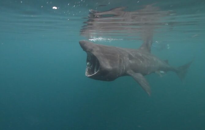 Basking Shark