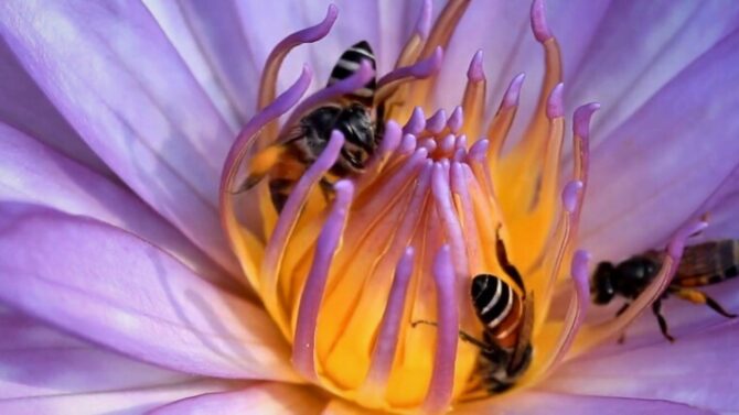 Bee Lifespan Revealed
