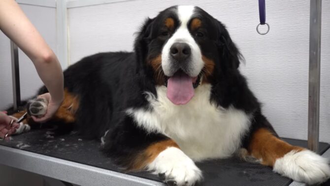 Bernese Mountain Dog