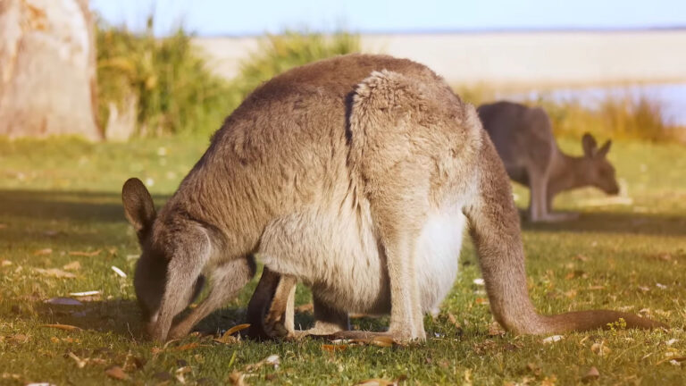 What Is Inside A Kangaroo Pouch It S More Than You Think   Birth To Pouch 768x432 