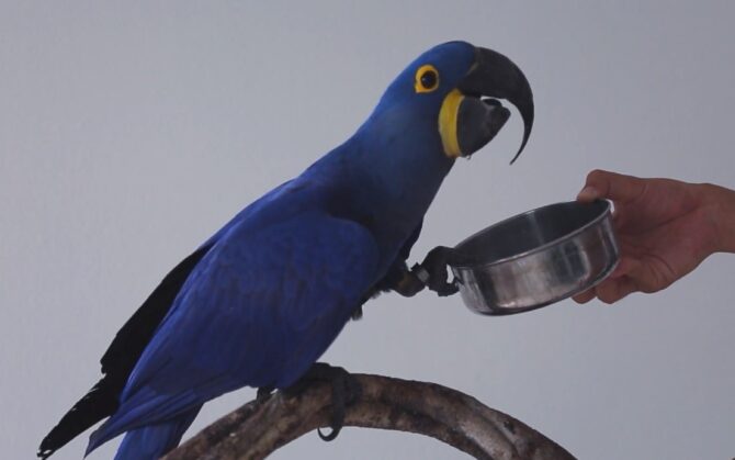 Blue Macaw Dietary Preferences