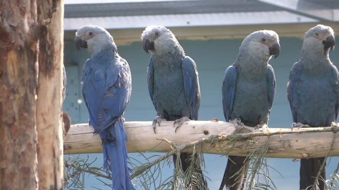 Blue Macaw History
