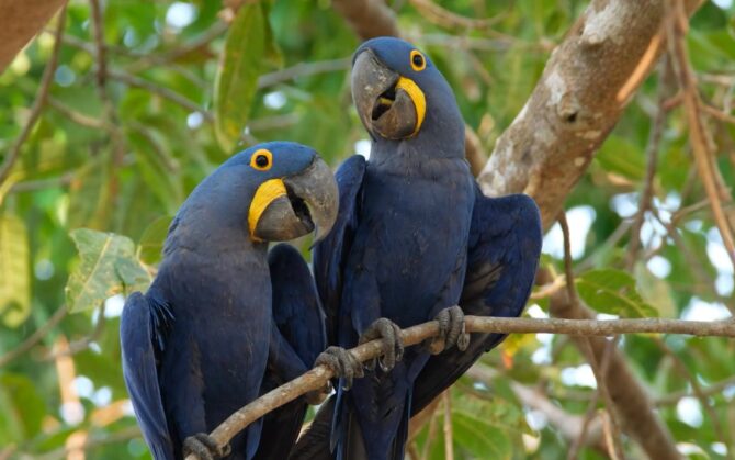 Blue Macaw Natural Habitat