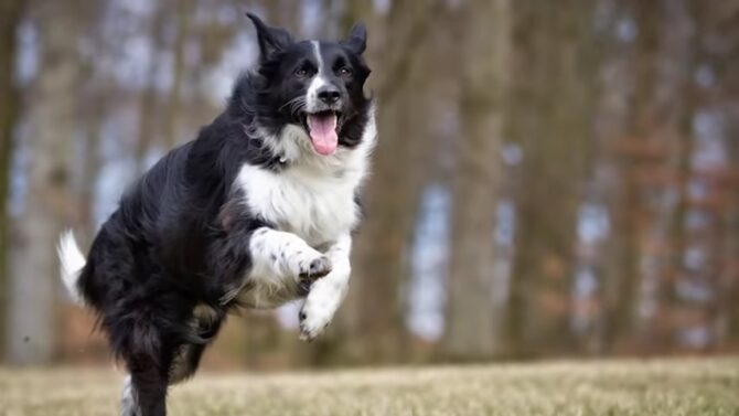 Border Collie