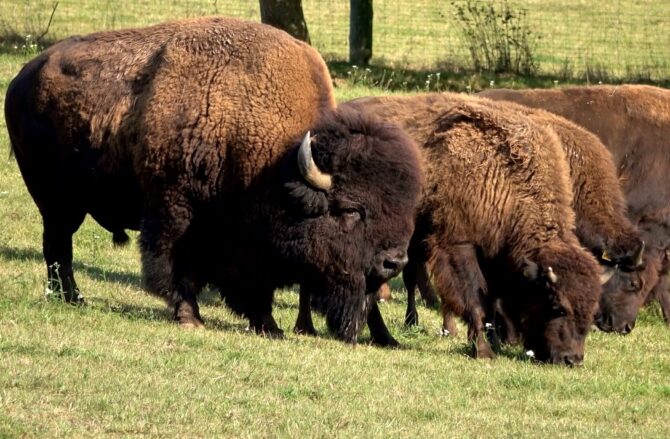 Bovini American Bison