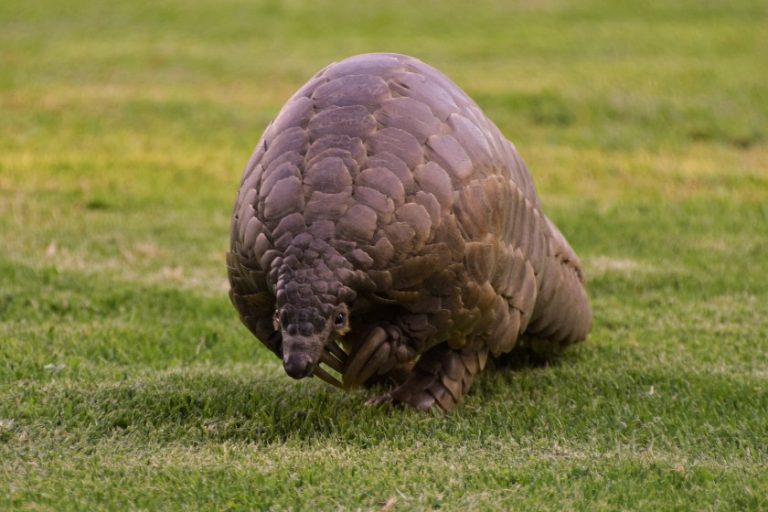 What Do Pangolins Eat? Their Interesting Diet & Eating Habit