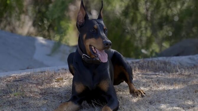 Doberman Pinscher