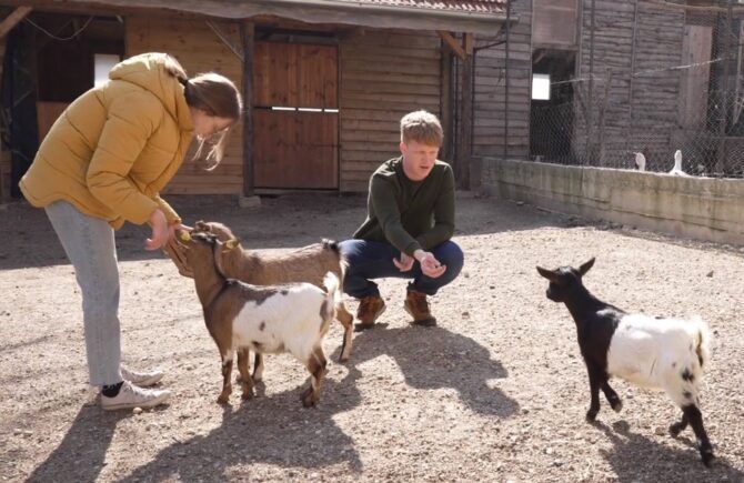 Friendliest Goats