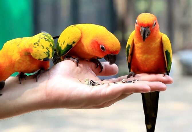 Friendliest Parrots