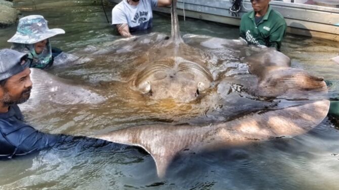 Giant Freshwater Stingray