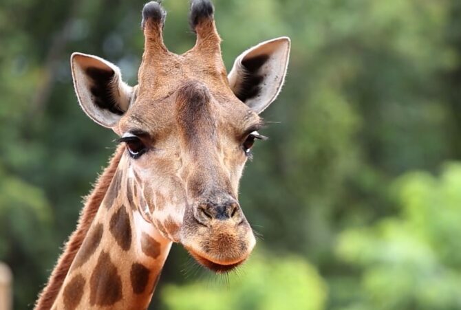Giraffe Favorite Animal