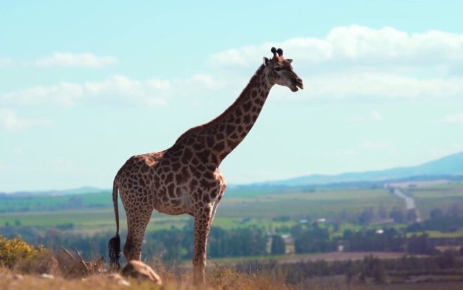 Giraffe Heaviest Animals