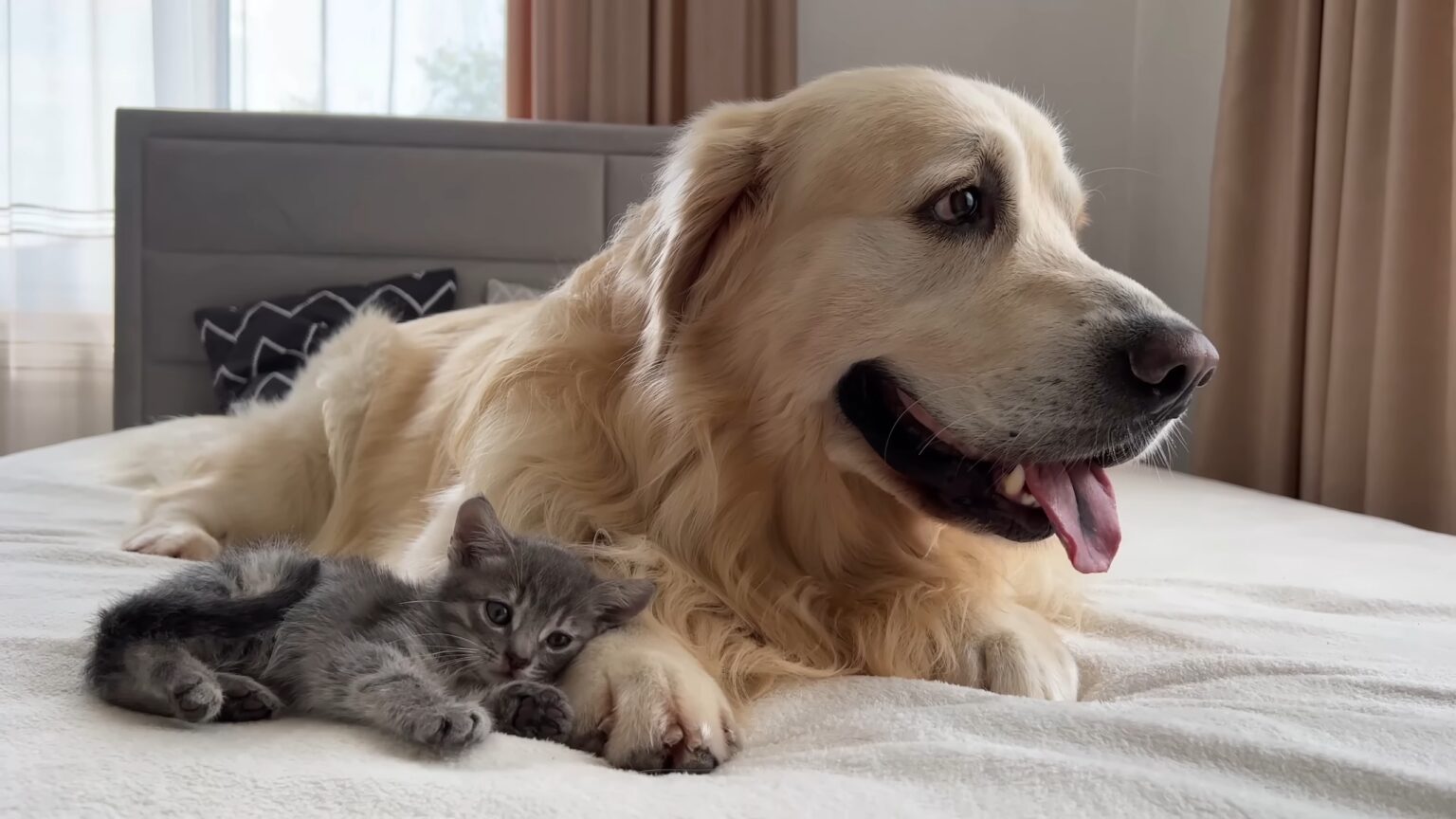 Top 14 Domestic Animals In The World: A Must Read Compilation Top 14 Domestic Animals In The World: A Must Read Compilation