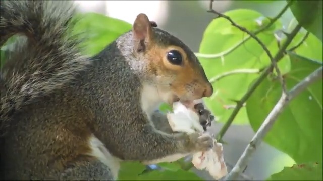 Gray Squirrel eating a mushroom