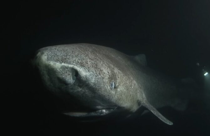 Greenland shark