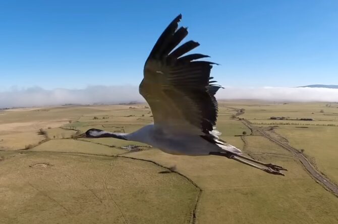 Highest Flying Birds In The World