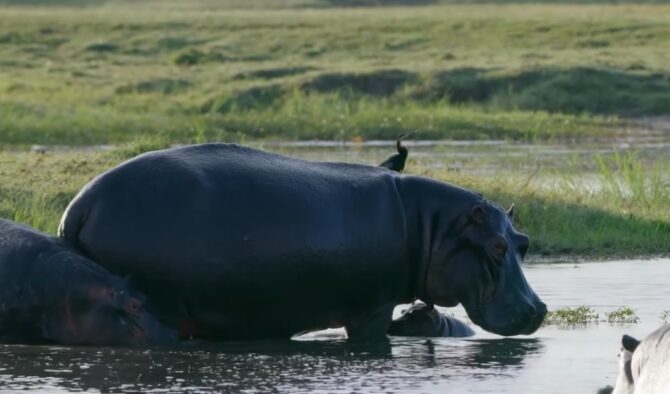 Hippopotamus Heaviest Animals