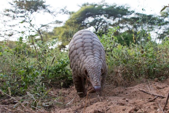 Indian pangolin searching for food in the ground.
