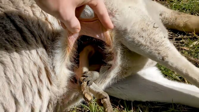 Inside a Kangaroo Pouch - Let's take a look