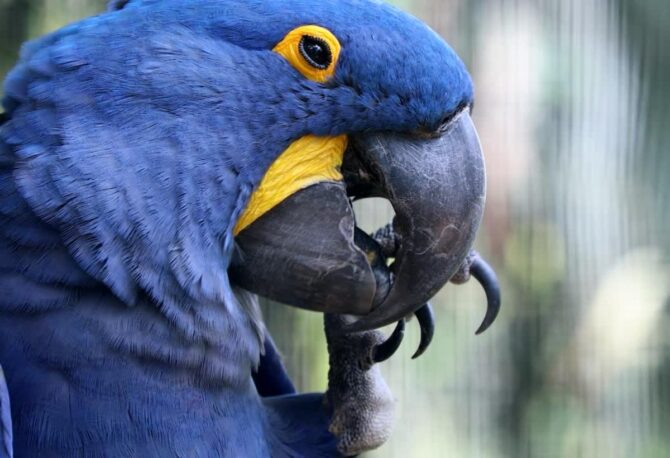 Is The Blue Macaw Extinct