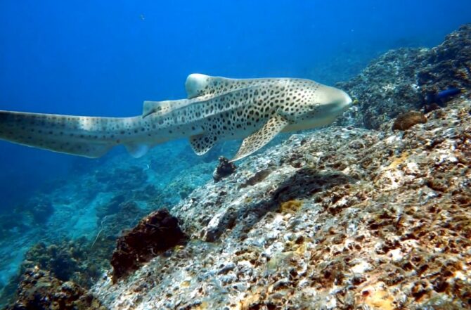 Leopard Shark