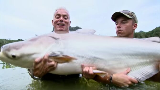 Mekong Giant Catfish: The Asian Titan