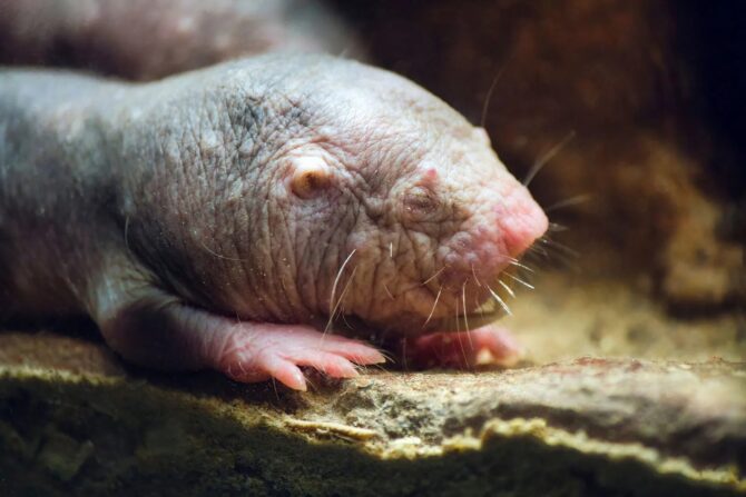 Naked Mole Rat (Heterocephalus glaber)