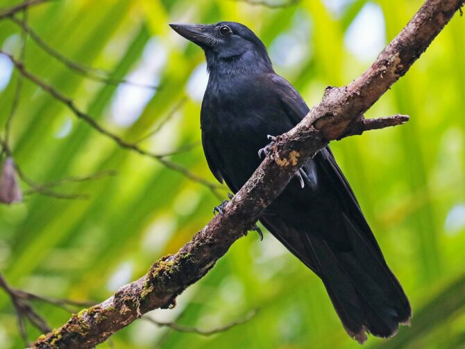 New Caledonian Crow (Corvus moneduloides)