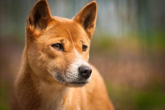 New Guinea Singing Dog (Canis lupus dingo)