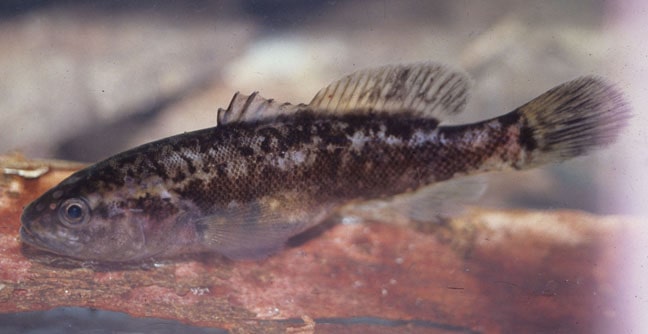 Nightfish (Bostockia porosa)