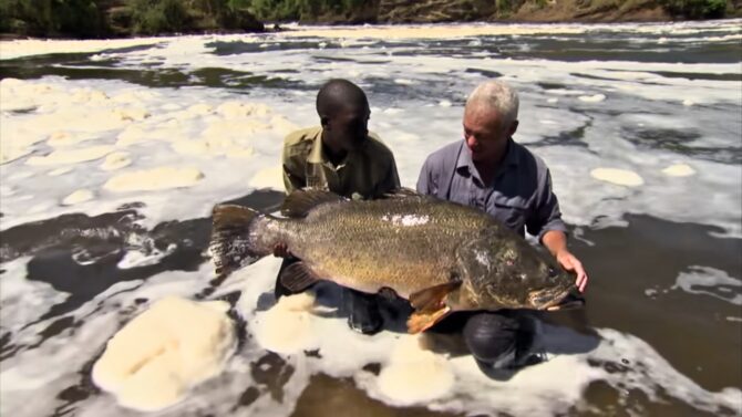 Nile Perch Africa’s Invasive Giant