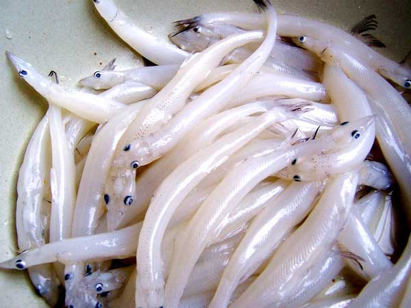 Noodlefish (Various species)
