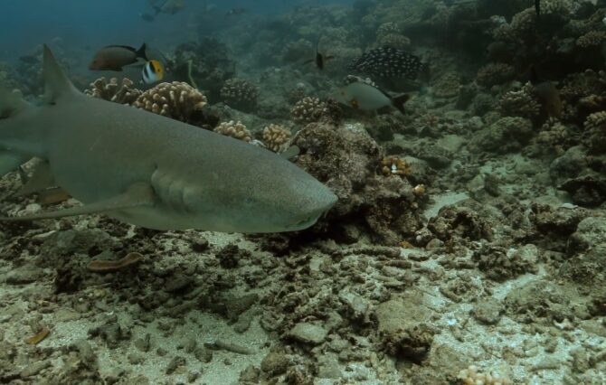 Nurse Shark