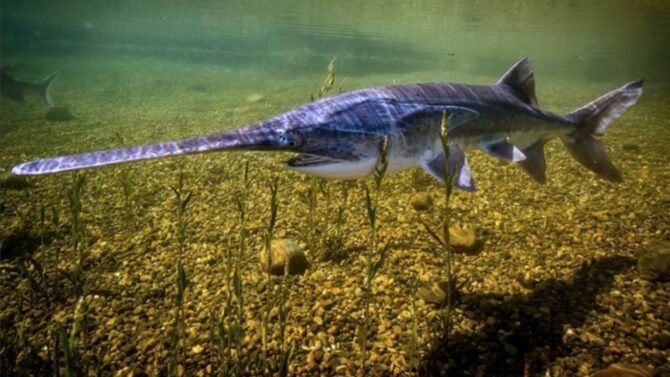 Paddlefish: America’s Freshwater Filter Feeder