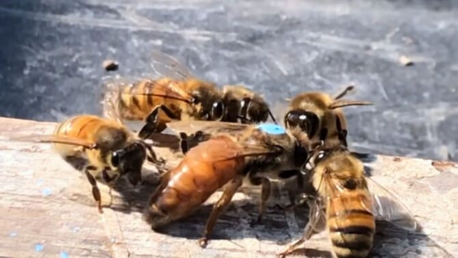 Queen bees hold a pivotal role