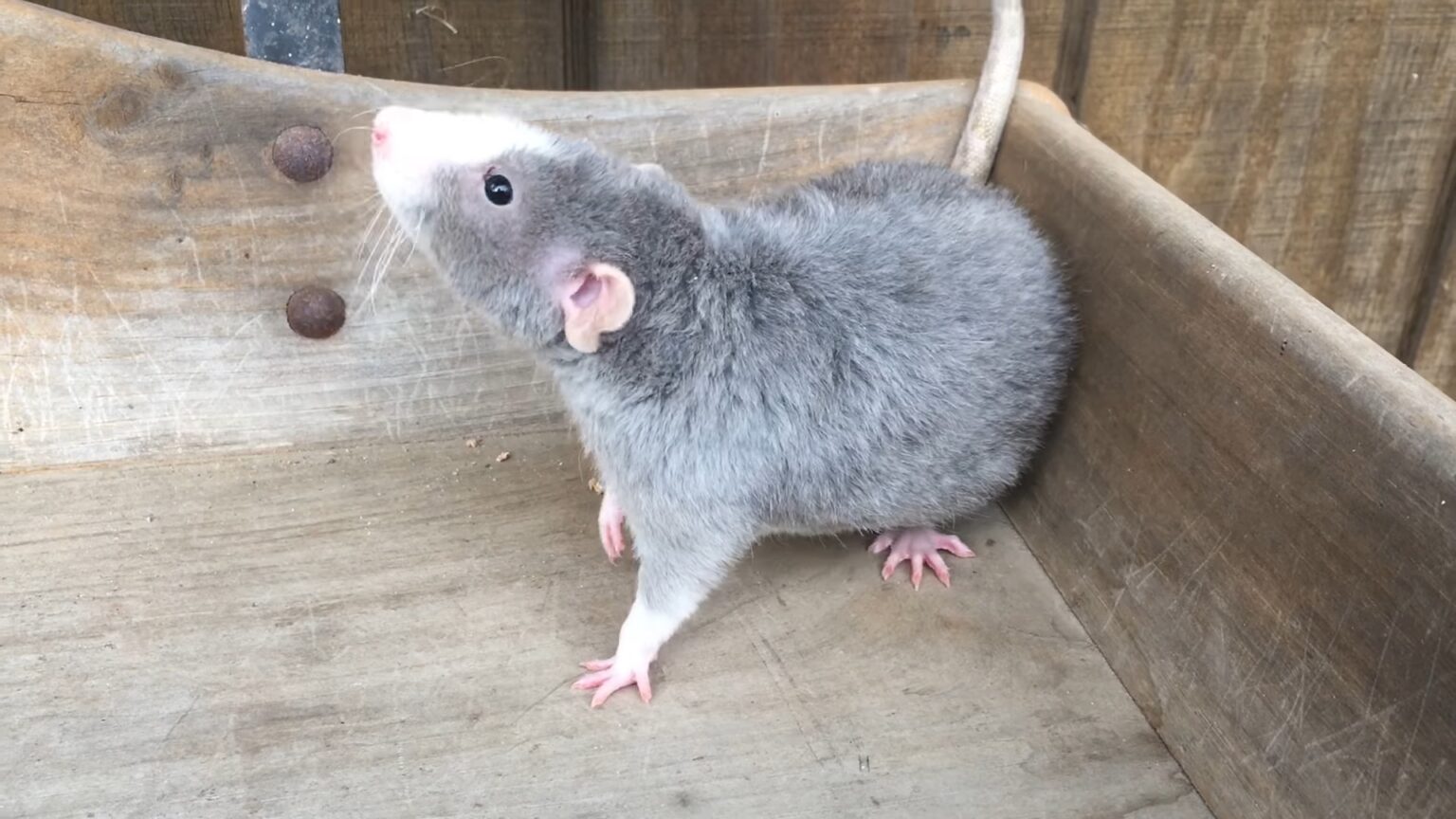 Rat Lifespan How Long Do They Live?