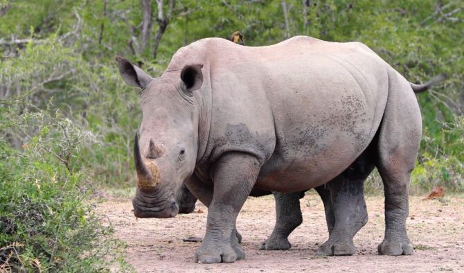 Rhinoceros Heaviest Animals