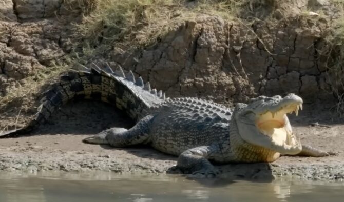 Saltwater Crocodile Heaviest Animals