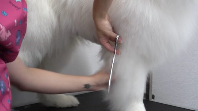 Samoyed require frequent grooming