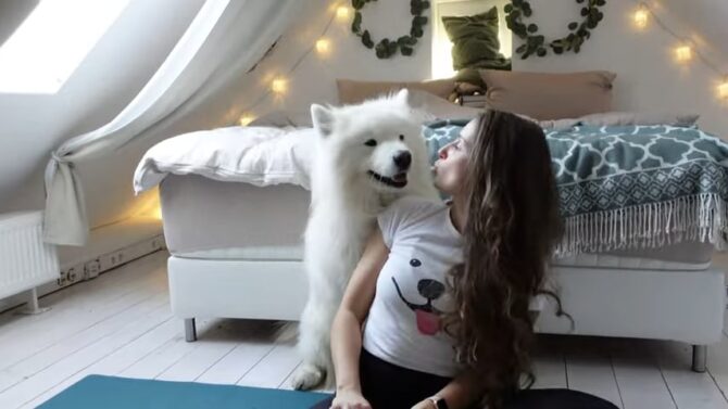 Samoyed