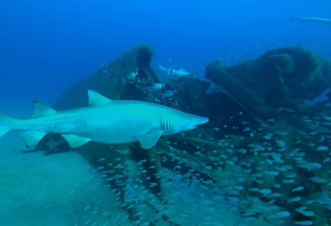 Sand Tiger Shark