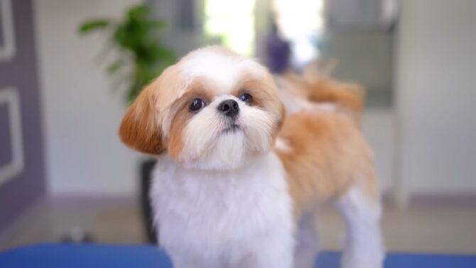 Shih Tzu