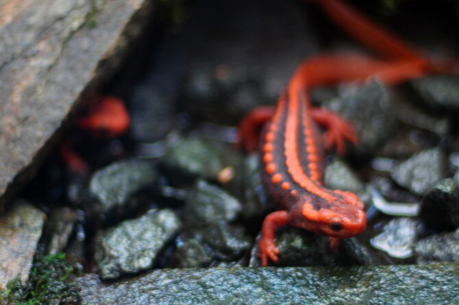 Southeast Asian salamander