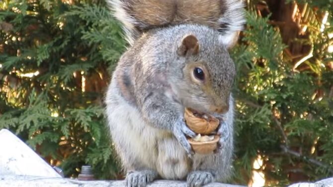 Squirrel Eating a Walnut